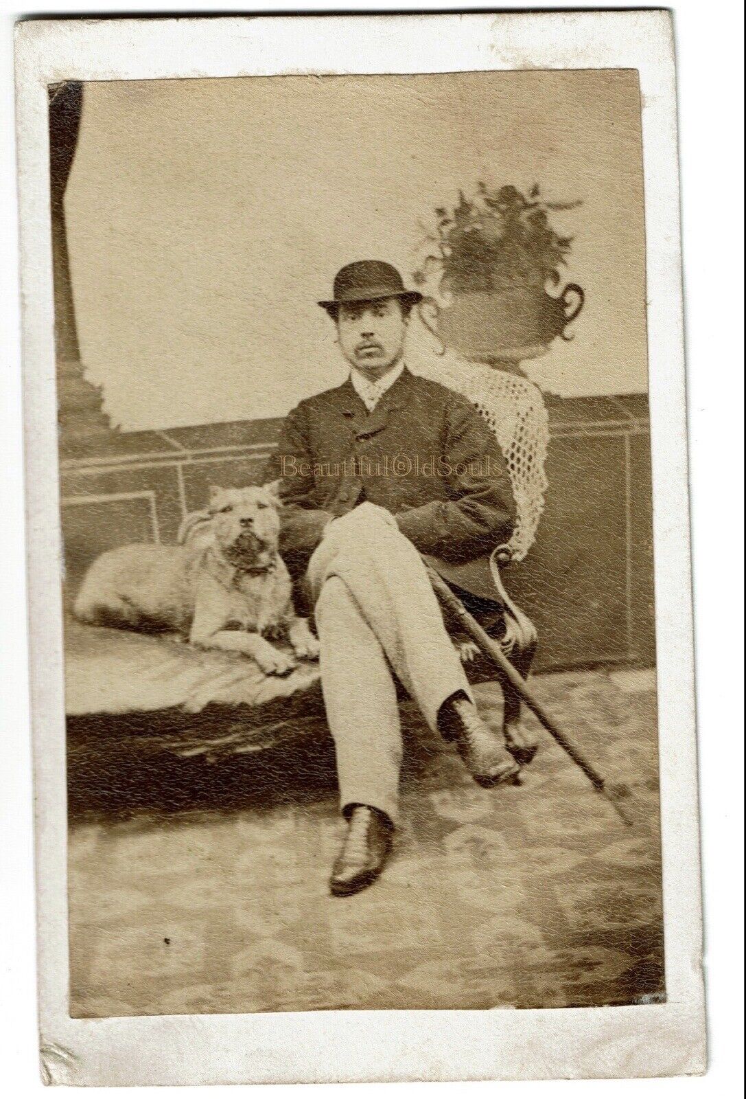 Antique Carte de Vista CDV Photograph Handsome Man with Pitbull Dog Derby UK