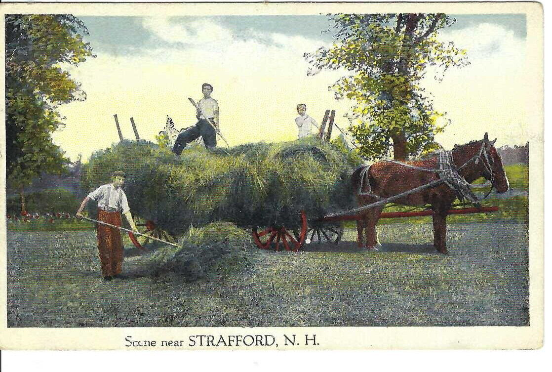 CO-461 NH Strafford Scene Near White Border Postcard Haying Wagon Horse Men