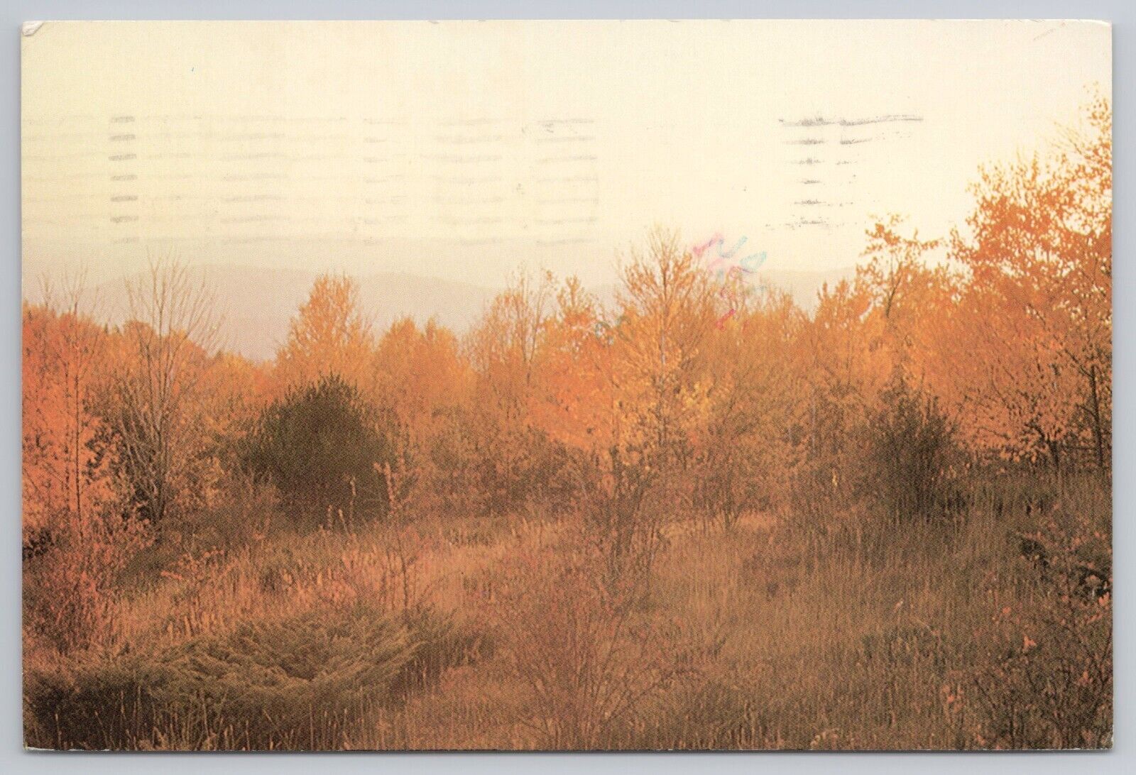Postcard East Thetford Vermont Autumn Trees c1984