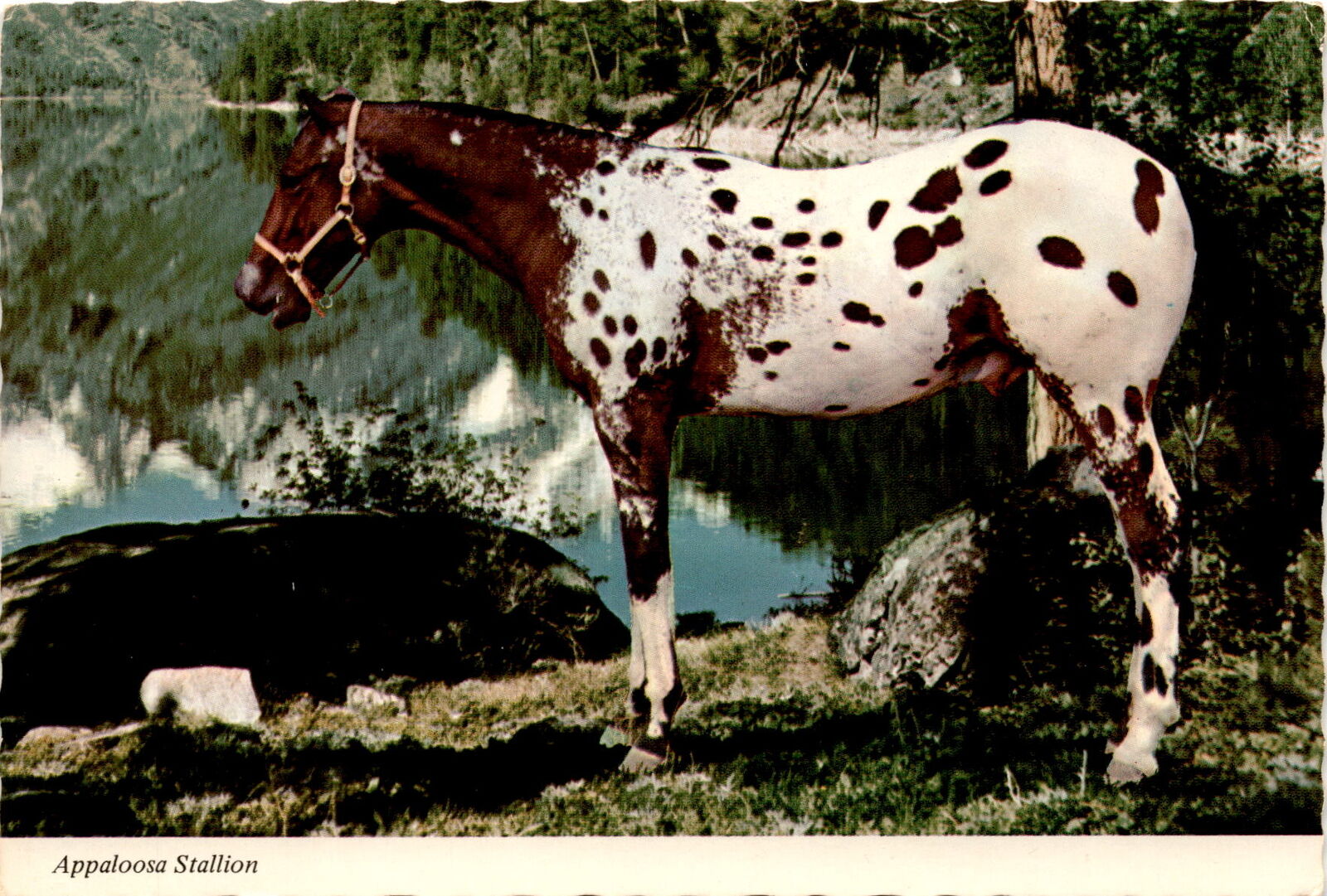Appaloosa Stallion, 1977, South Bend, Indiana, Goshen, United Postcard