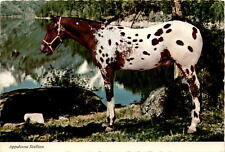 Appaloosa Stallion, 1977, South Bend, Indiana, Goshen, United Postcard picture