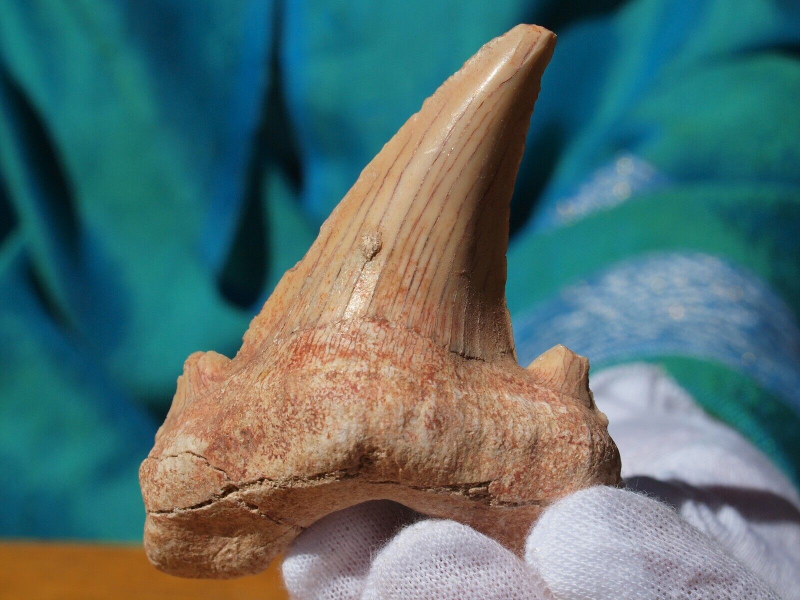 Extra Large Otodus Obliquus FOSSIL SHARK Tooth 60 Million Years Old.