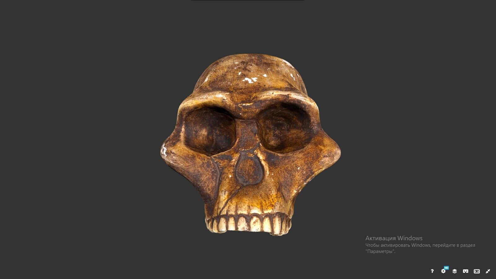  Australopithecus prometheus cranium replica Full-size reconstruction