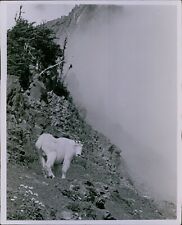 LG821 1980 Original Bob Ira Spring Photo MOUNTAIN GOAT Heart O'the Hills Trail picture