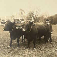 Antique Cabinet Card Photograph JD Avery & Giant Oxen Odd Shelburne Falls MA picture