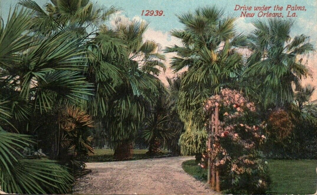 Postcard - Drive Under the Palms, New Orleans, Louisiana Divided Back