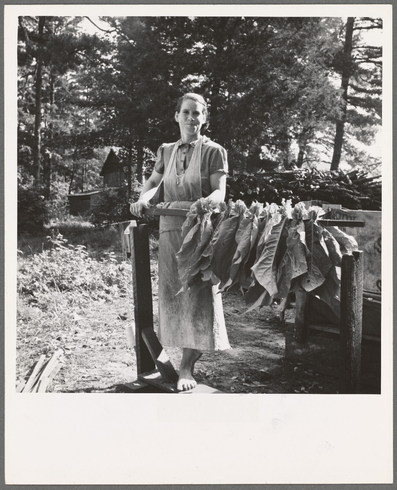 Photo 1930s Wife of farmer works stringing tobacco. Granville Co NC 57805310
