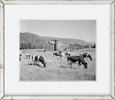 Photo: Dairy herd, barns near Bristol, Vermont . | Vintage Black & White picture