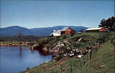 Vermont Newbury Green Mountains cows barn farm ~ postcard  sku325 picture