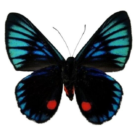 Necyria duellona ONE REAL BUTTERFLY BLUE RED PERU UNMOUNTED WINGS CLOSED 