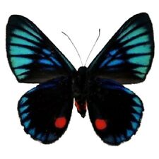 Necyria duellona ONE REAL BUTTERFLY BLUE RED PERU UNMOUNTED WINGS CLOSED  picture