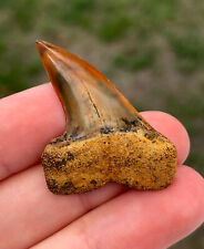 🔥🔥🔥 RED Bakersfield Planus Fossil Shark Tooth Gem Mako Ocean Ancient Gems picture