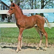 Vintage 1950s Morgan Filly Foal University Vermont Horse Farm Weybridge Postcard picture