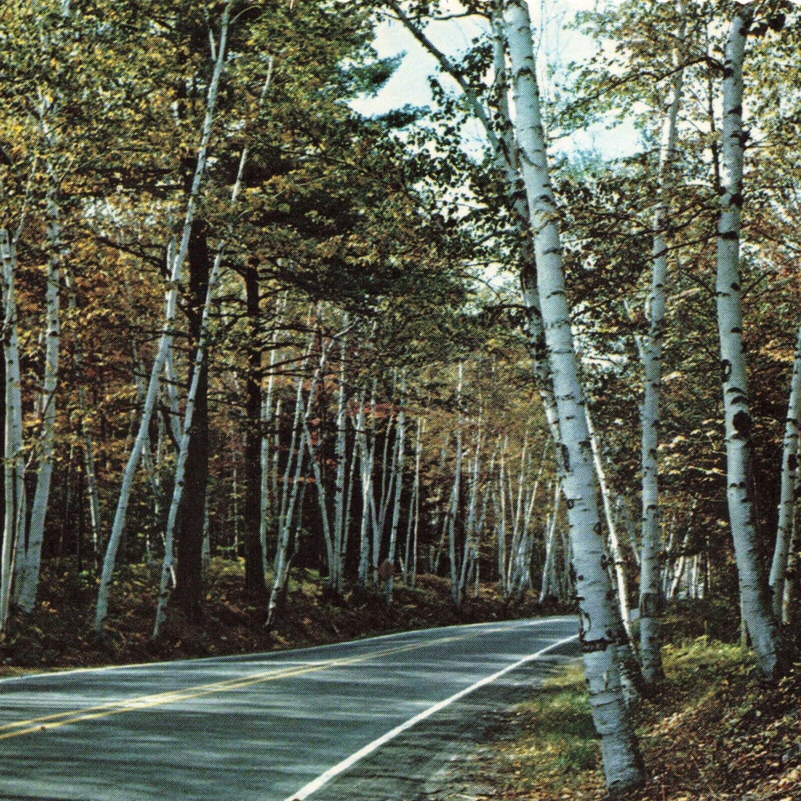 Shelburne White Birches NH New Hampshire UNP Chrome New England Autumn Postcard