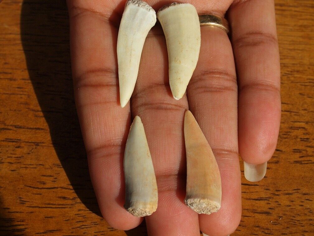 Extra Large Enchodus FOSSIL Predator Fish Fangs Complete set of 4.