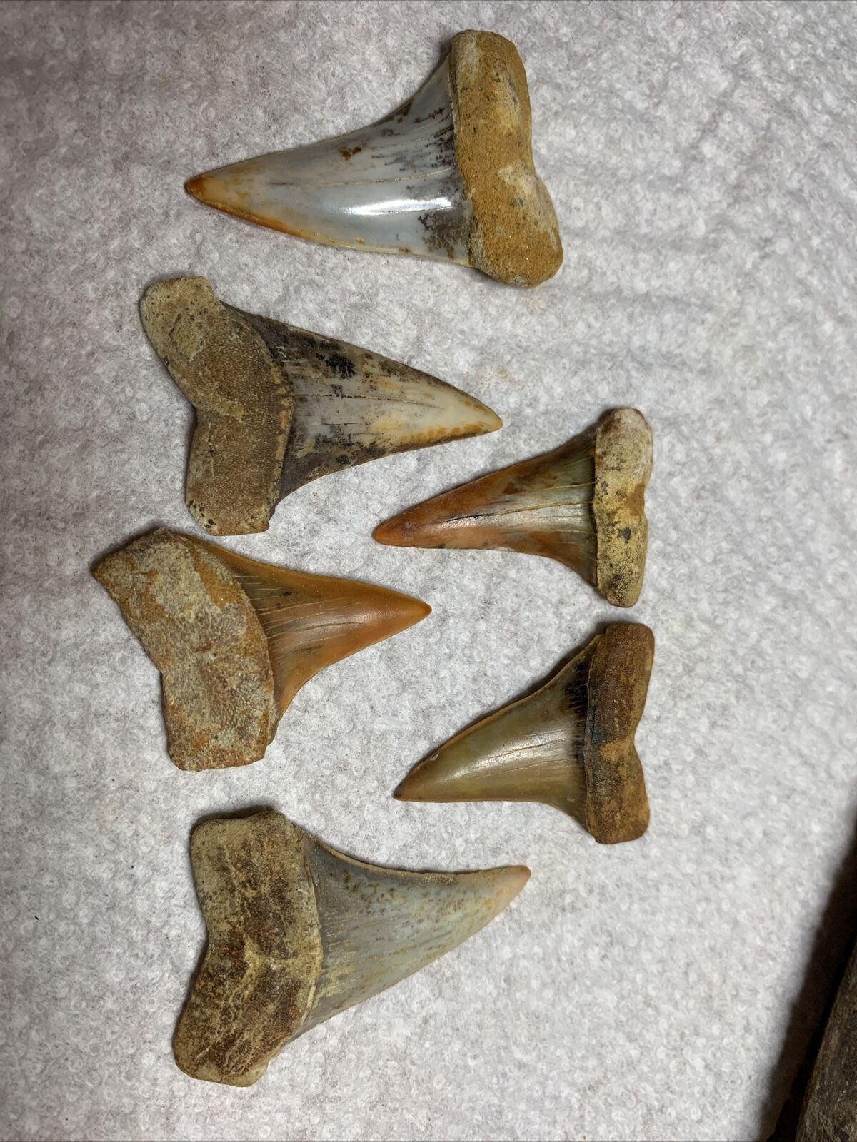 6 Bakersfield  fossil Isurus Hastalis Sth  fire zone Miocene Shark Teeth
