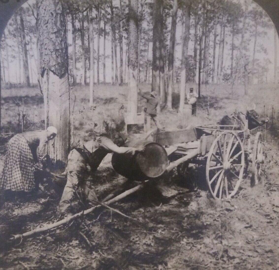 Antique Photo of NORTH CAROLINA, COLLECTING TURPENTINE IN PINE FOREST Sterioview