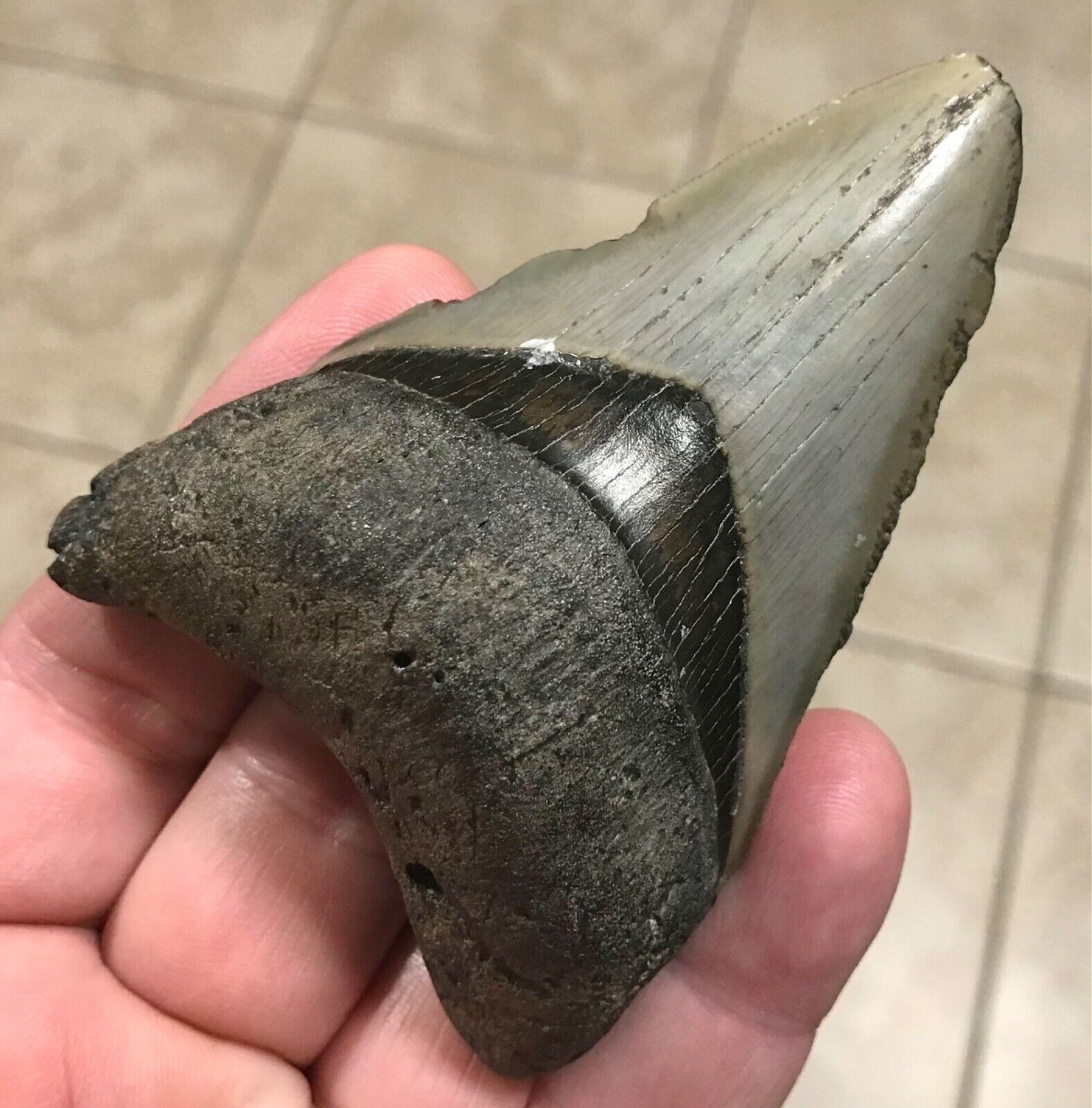 BOLD,BITTEN & SCARRED LOWER-B.VALLEY- 3.82” x 2.58” Megalodon Shark Tooth Fossil
