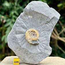 Promicroceras Ammonite Fossil, Seatown, Jurassic Coast, Dorset UK Genuine picture