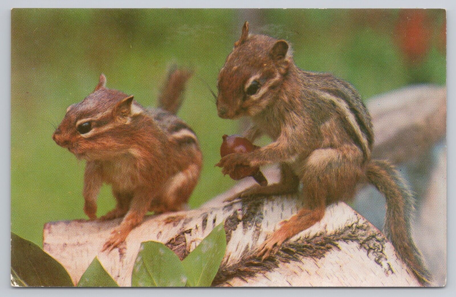 Postcard Two Chipmunks West Nyack New York