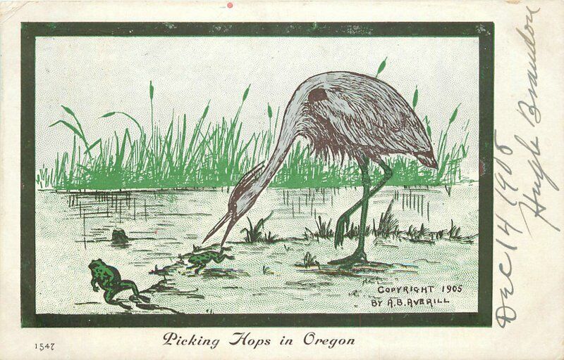 Averill Comic Humor 1015 Picking hops in Oregon Frogs Postcard undivided 10809