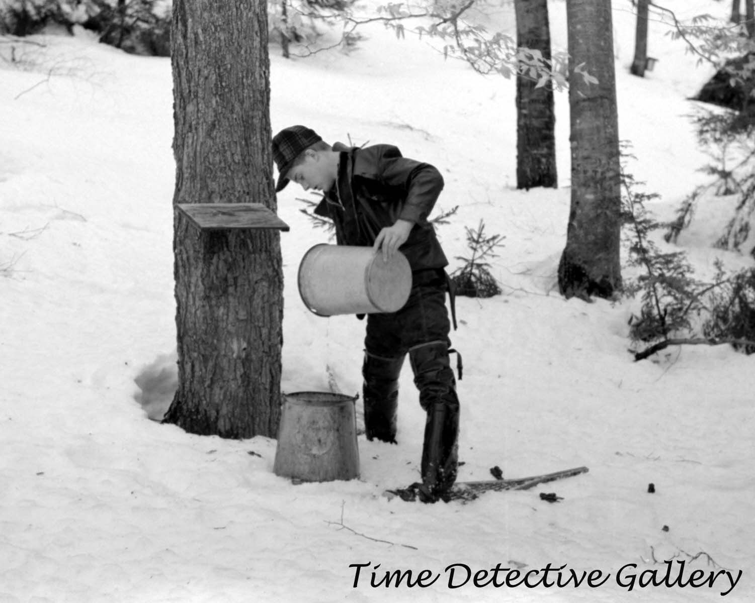 Pouring Sap from Maple Tree for Syrup, Waitsfield VT -1940- Vintage Photo Print