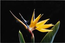 Bird Of Paradise FOUND PHOTOGRAPH Color FLORAL ABSTRACT Flower 08 15 A picture