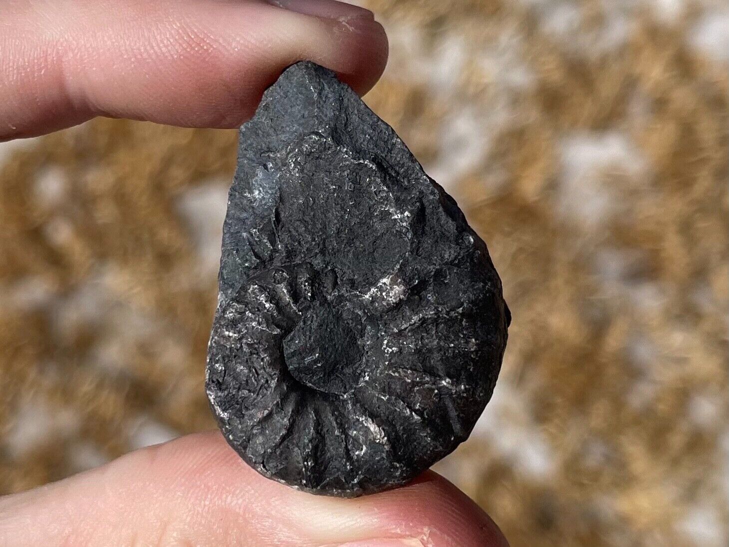 Peru Fossil Ammonite Prolylleceras sp. Cretaceous Dinosaur Age