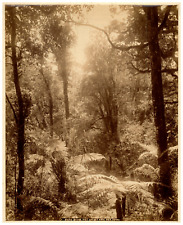 Jamaica, Bush Scene, Wet Jacket Arm, Photo. A. Morris Vintage Print, Print a picture