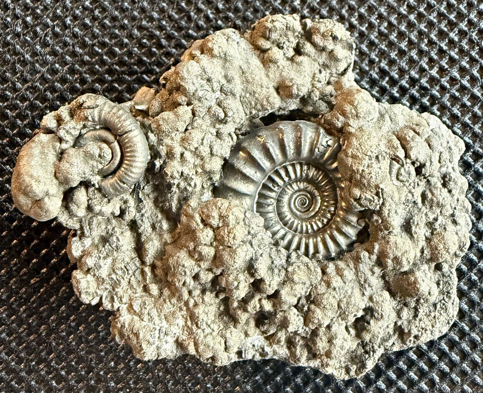 Crucilobiceras densinodulum Pyritized Ammonite Fossil in Matrix – Dorset, UK