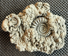 Crucilobiceras densinodulum Pyritized Ammonite Fossil in Matrix – Dorset, UK picture