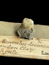 Rare London Clay Bivalve Pectunculus - Victorian Specimen - Highgate, London picture