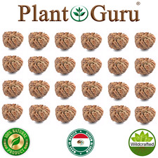 Jericho Flower - 24 Pack Bulk - Rose of Jericho, Resurrection Flower Whole Dried picture