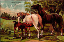 AN-403 VT Enosburgh Falls Scotch Oil Horses Mare Foal Quack Victorian Trade Card picture
