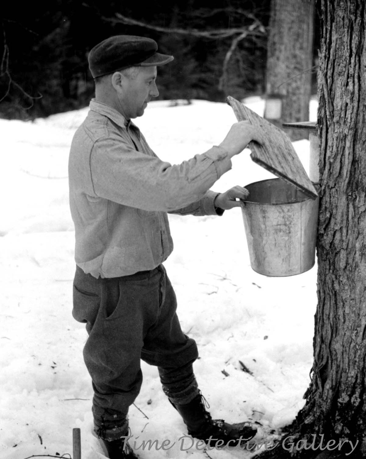 Gathering Sap from Maple Tree for Syrup, Waitsfield VT 1940 Historic Photo Print
