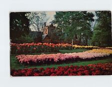 Postcard Beautiful Chrysanthemums Stan Hywet Hall Akron Ohio USA picture