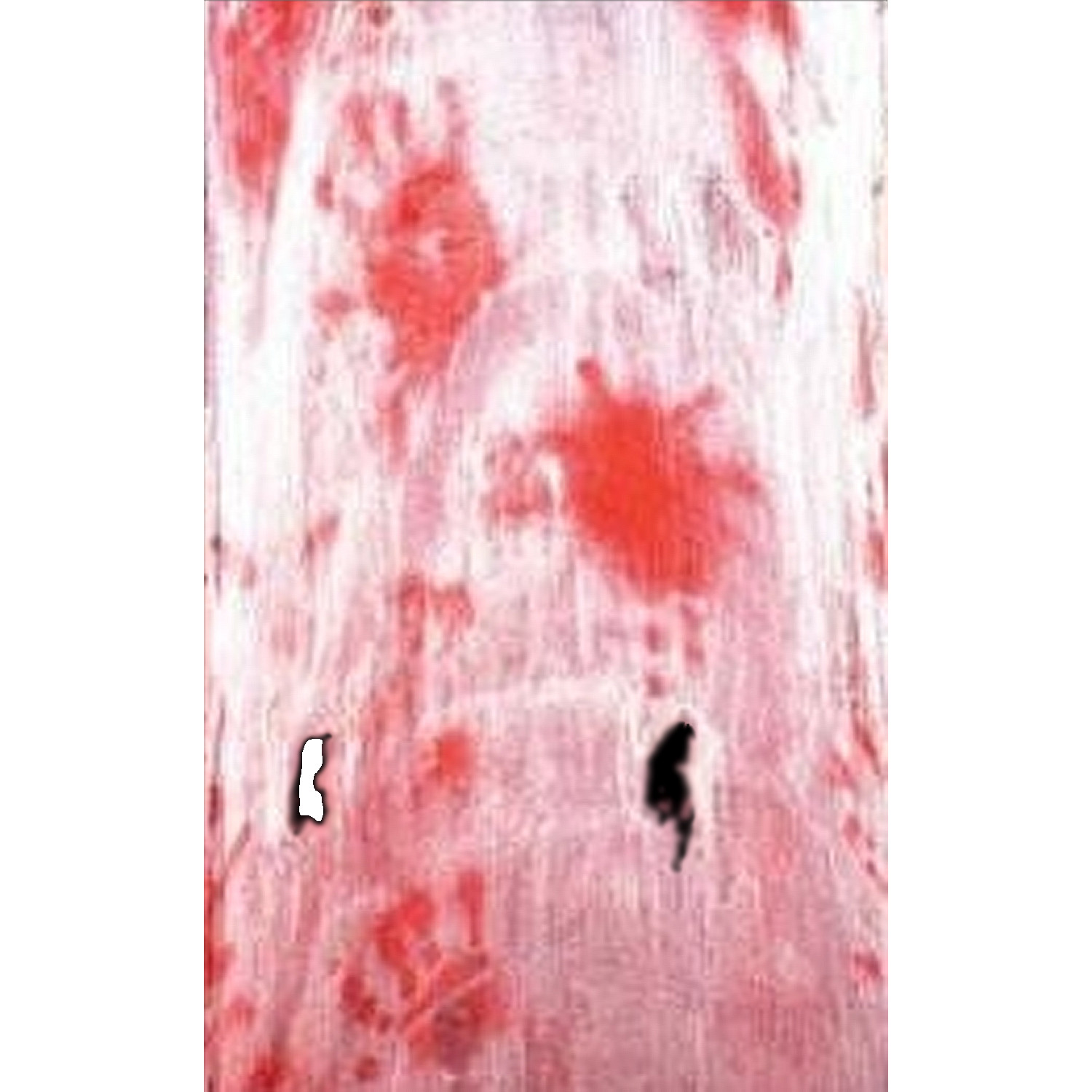 Haunted House Morgue--BLOODY CREEPY CLOTH--Halloween Prop Table Door Decoration Haunted House Morgue--BLOODY CREEPY CLOTH--Halloween Prop Table Door Decoration