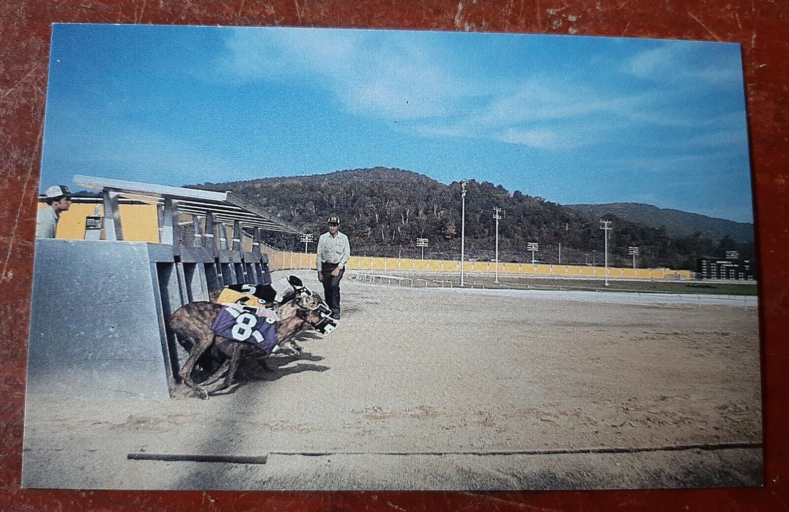 Green Mountain Racetrack Pownal Vermont Vintage Postcard - 8031-E Dog Racing