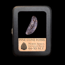 Pine Cone Fossil - With Display Case picture