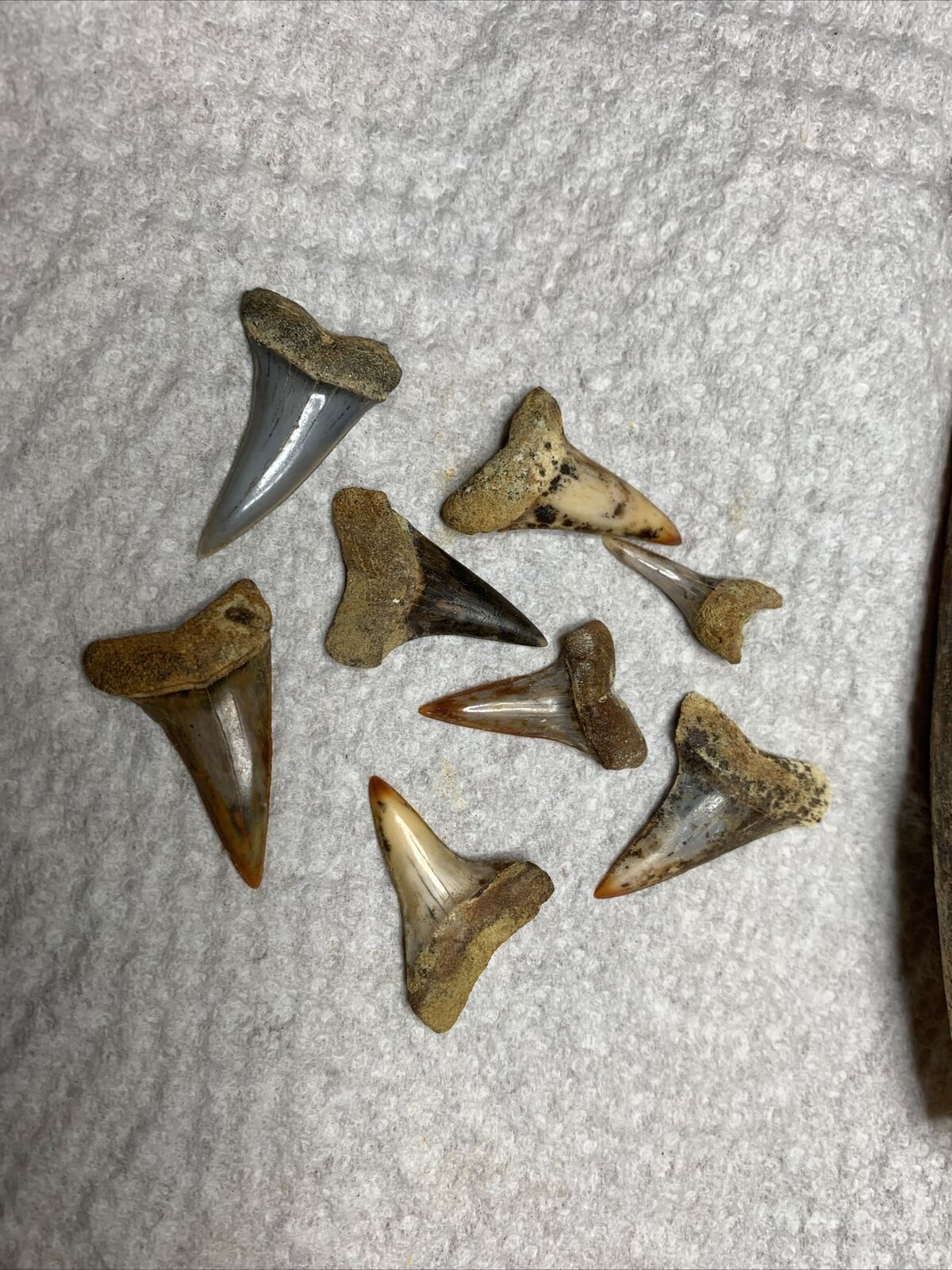8 Bakersfield  fossil Isurus Hastalis Sth  fire zone Miocene Shark Teeth