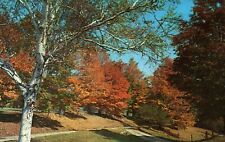 Autumn Fall Colors Scene Tinmouth Vermont Vintage Postcard Unposted picture