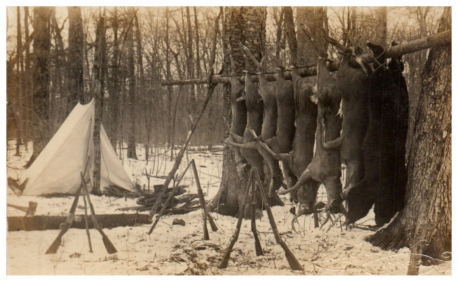 RPPC Buck Pole Bear Hanging Hunting Camp PC c1910 L.F. Reed Marshfield Wisconsin
