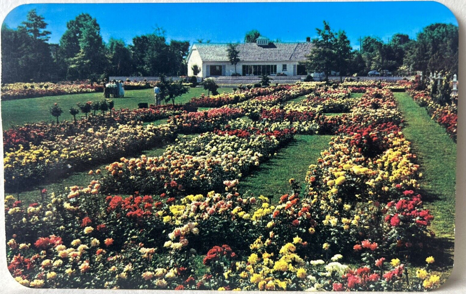 Newark New York Jackson & Perkins Rose Garden Chrome Postcard Rounded Corners A6