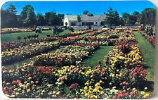 Newark New York Jackson & Perkins Rose Garden Chrome Postcard Rounded Corners A6 picture