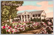 Shelburne Falls, Massachusetts - Mountain Laurel - Vintage Postcard - Unposted picture