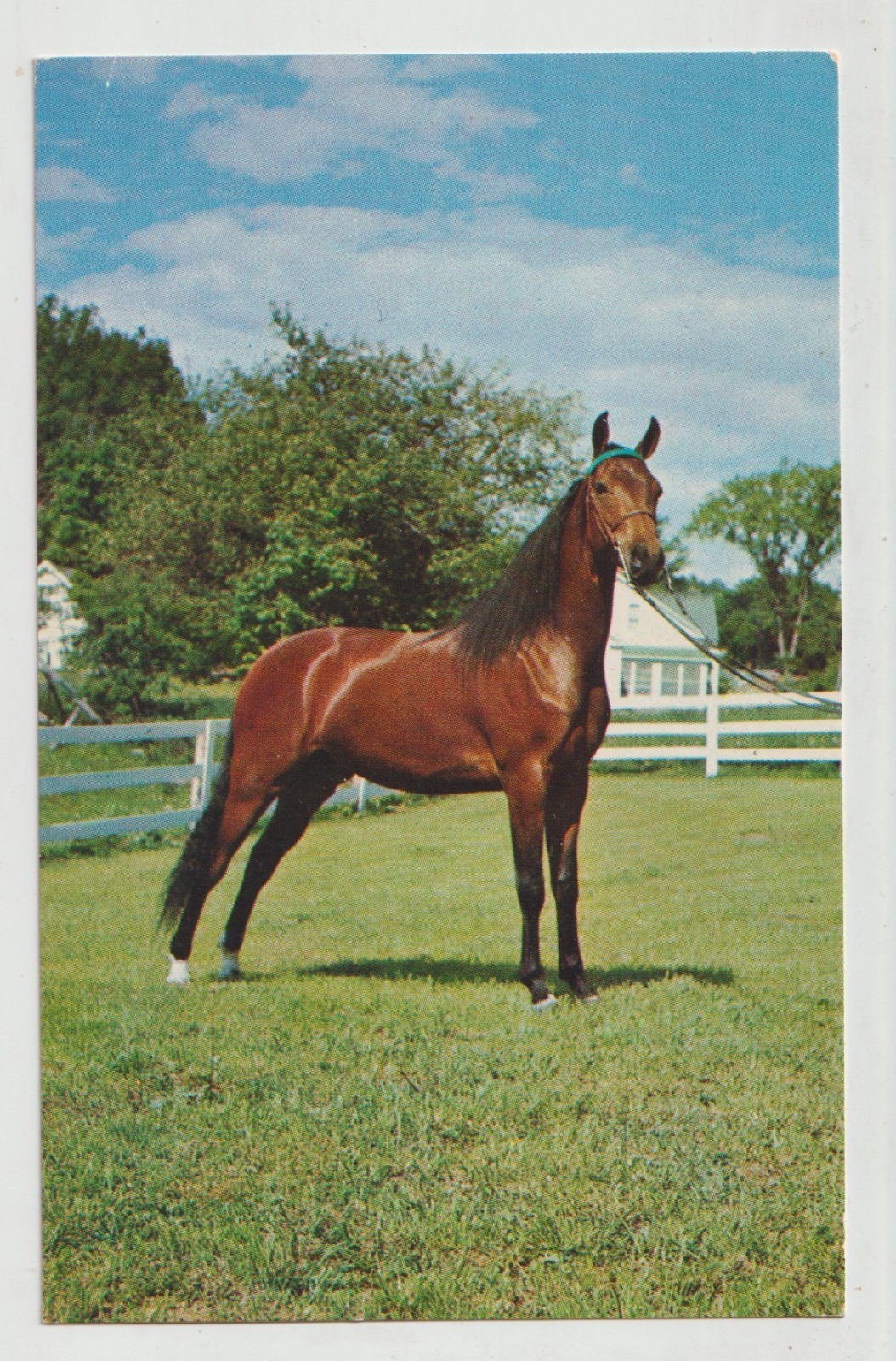 UVM KATHY MORGAN MARE Horse Postcard WEYBRIDGE VT UVM KATHY MORGAN MARE Horse Postcard WEYBRIDGE VT