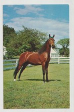 UVM KATHY MORGAN MARE Horse Postcard WEYBRIDGE VT picture