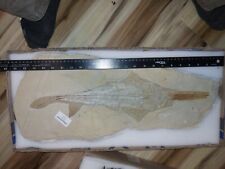 Libanopristis hiram Guitarfish Cretaceous Lebanon picture
