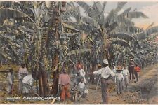 Banana Plantation, Jamaica, Early Postcard, Unused picture
