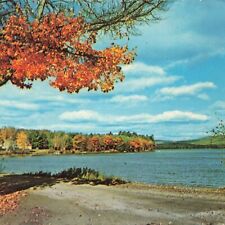 Autumn Nature VT Fairlee Vermont 1971 Chrome New England Lake Trees Postcard picture